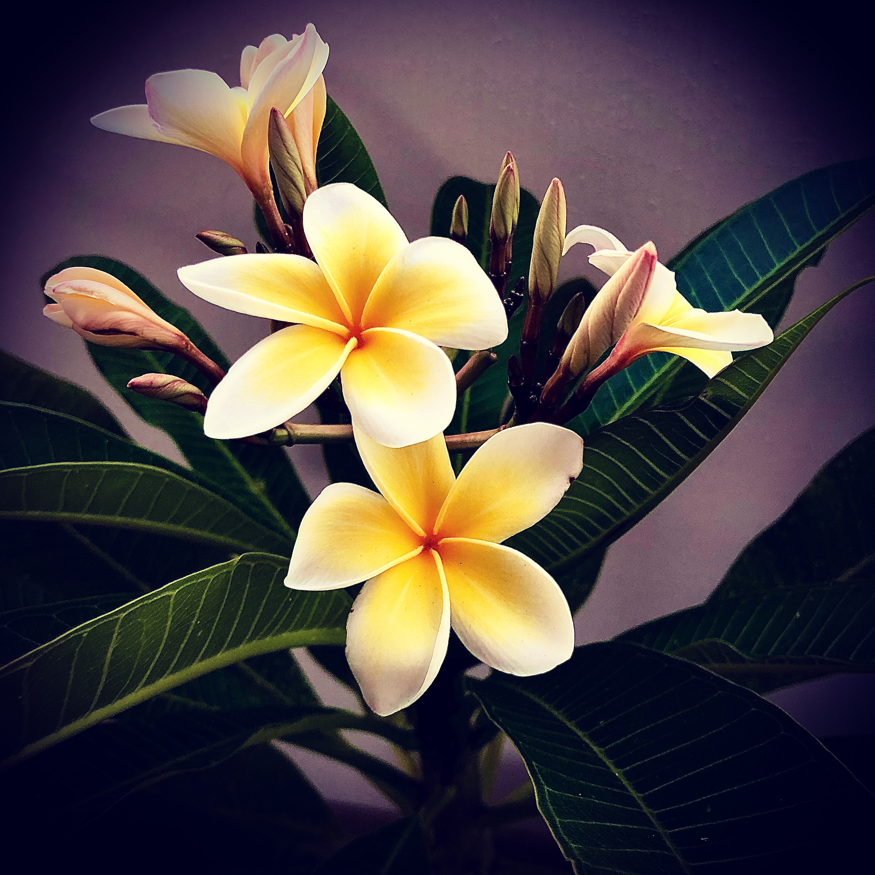 Frangipani 