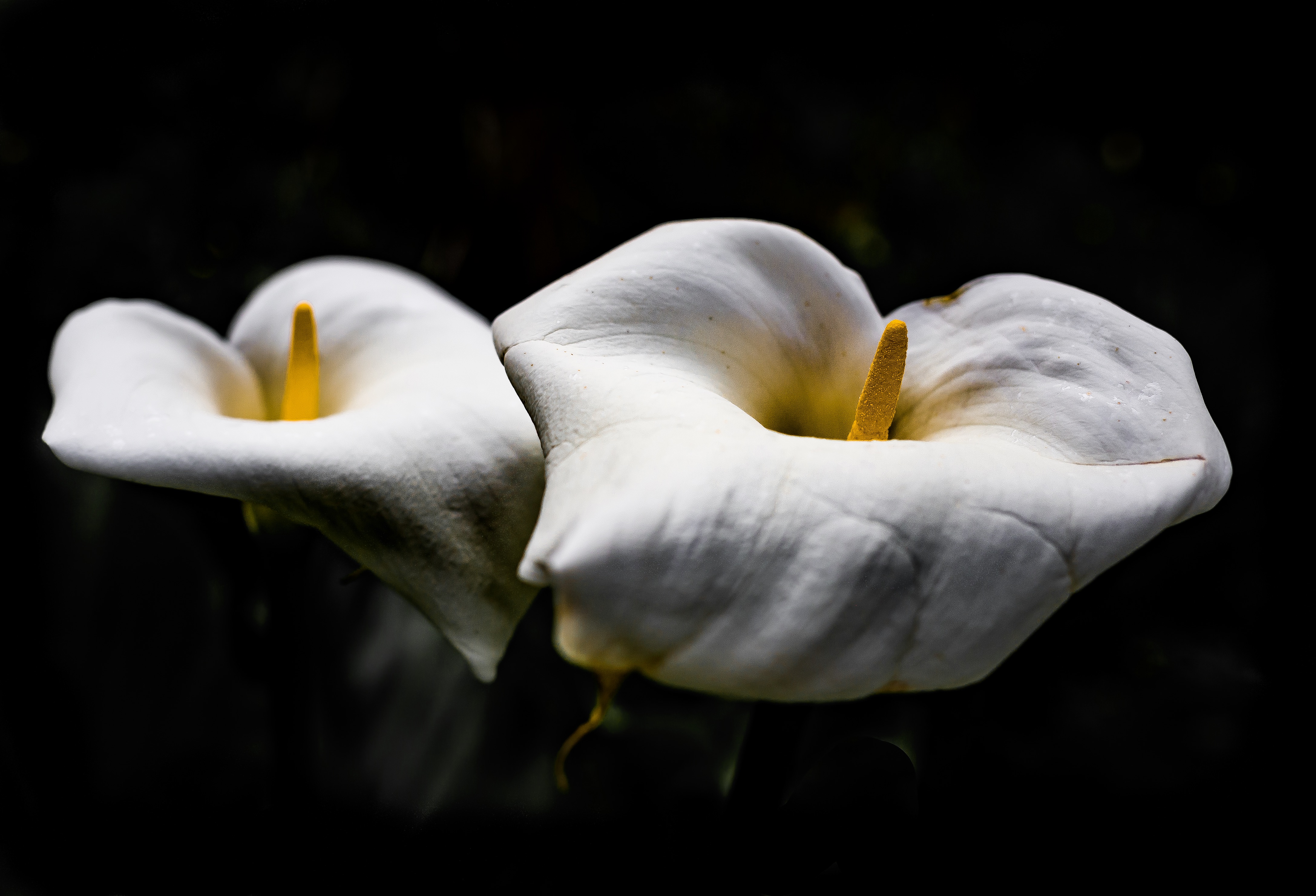 Arum Lilies
